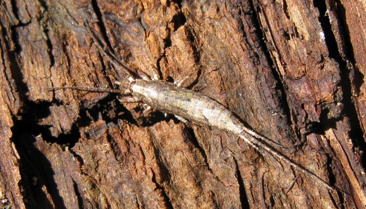 Machilidae da determinare? 3